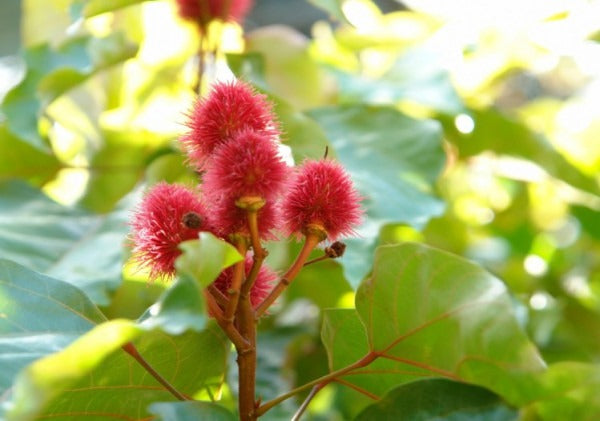 NUTRITIONAL HEALTH BENEFITS OF TOCOTRIENOLS
