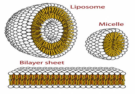 LIPOSOMAL ENCAPSULATION TECHNOLOGY