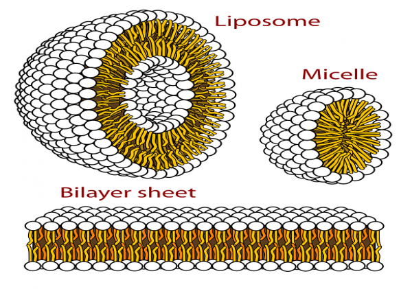 LIPOSOMAL ENCAPSULATION TECHNOLOGY