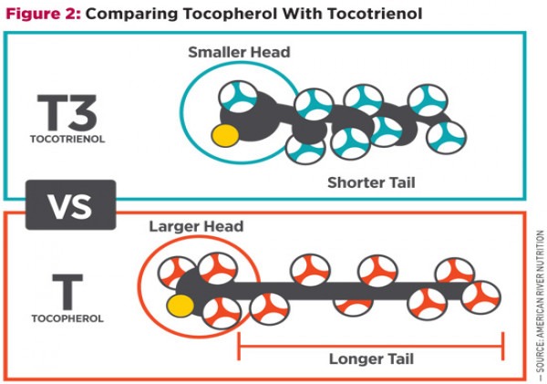 WHY IS TOCOTRIENOL BETTER THAN TOCOPHEROL?